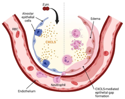 Neutrophil-chemoattractant CXCL5 increases lung barrier permeability in acute lung injury