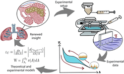 Thermodynamic Insights into Native Pulmonary Surfactant Films: Elastic Compression Modulus and Energy Dissipation under Cyclic Deformation