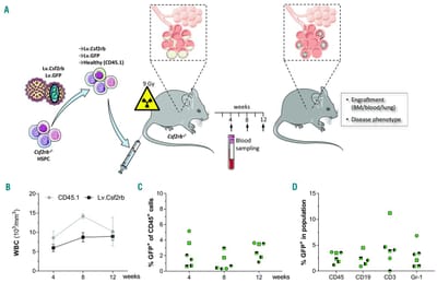 Effective hematopoietic stem cell-based gene therapy in a murine model of hereditary pulmonary alveolar proteinosis